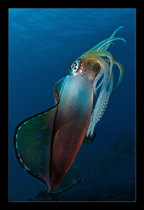 Big fin reef squid by Charles Wright 